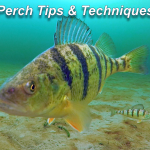 Perch Tips & Techniques